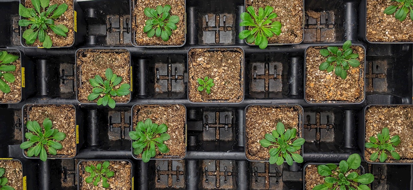 Potted plants lined up with small plants. 