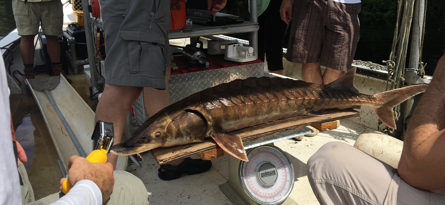 Picture of a sturgeon being weighed