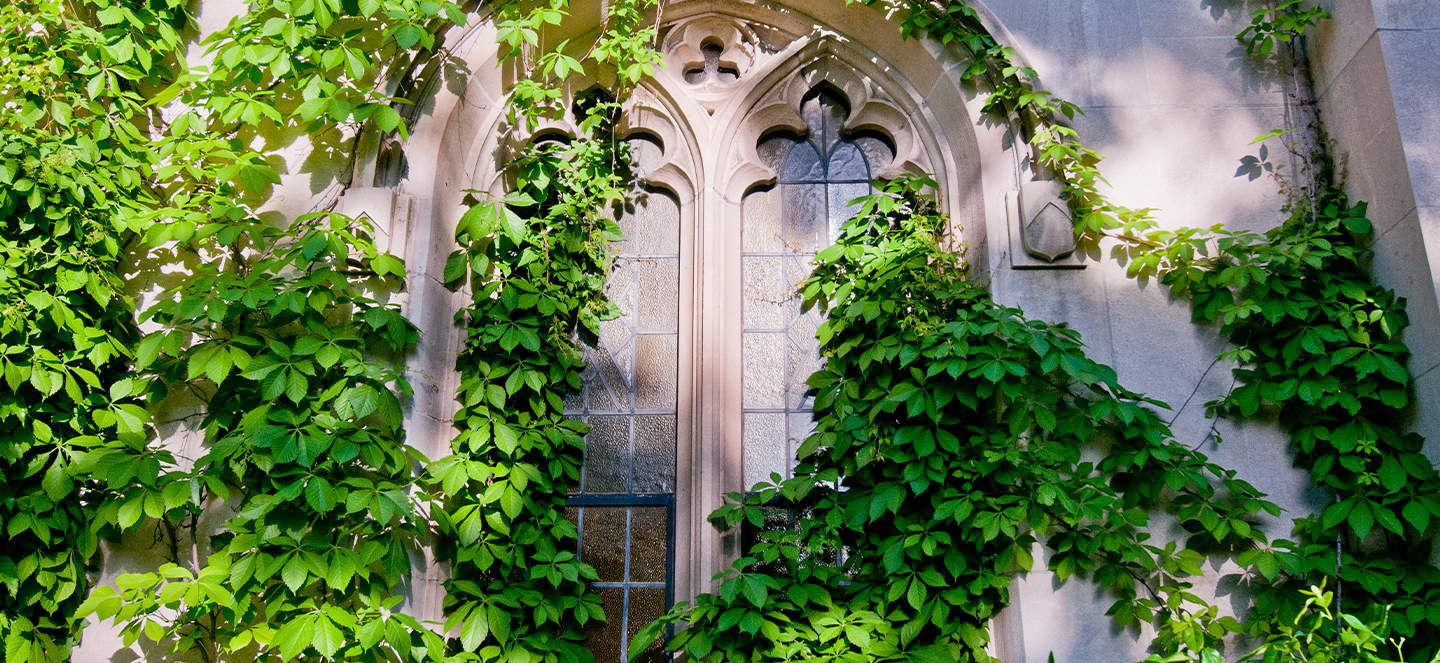Vines growing on a stone tower and window