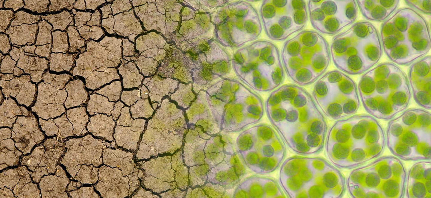 Image of green plant cells as an overlay on top of cracked earth.