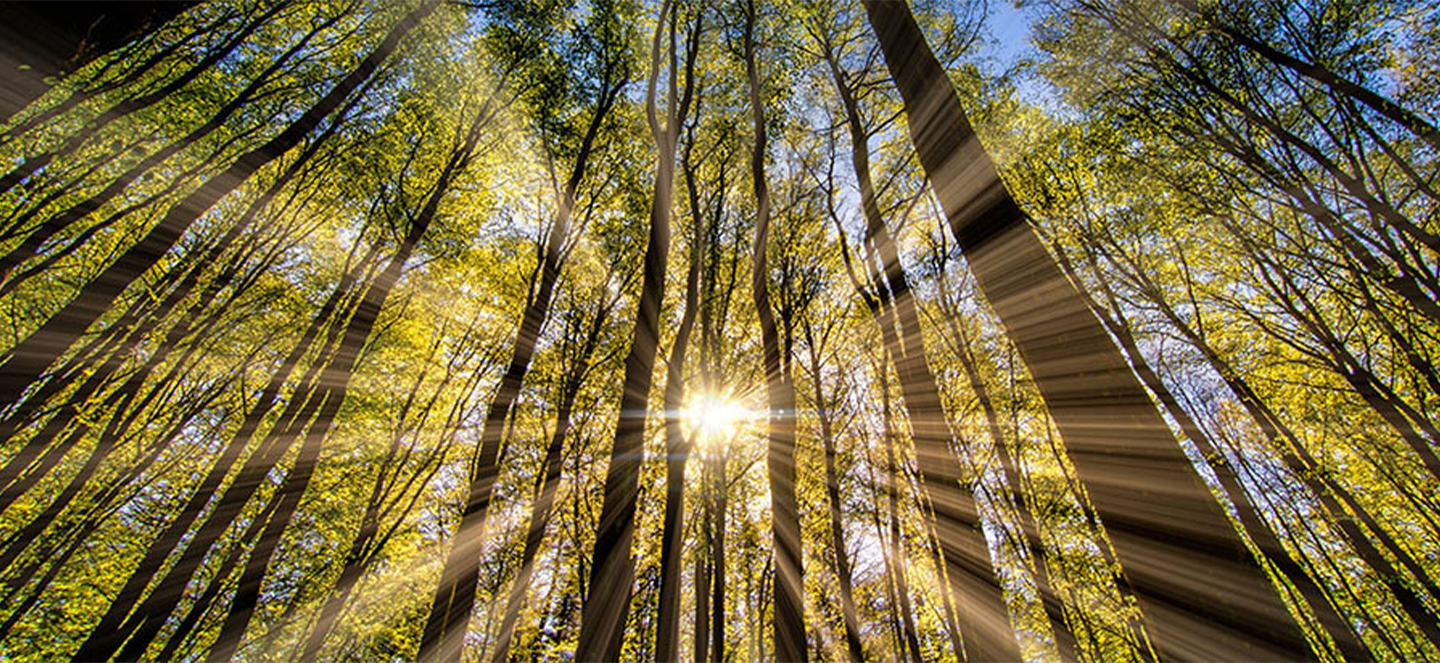 Rays of sunshine beaming through a wooded area