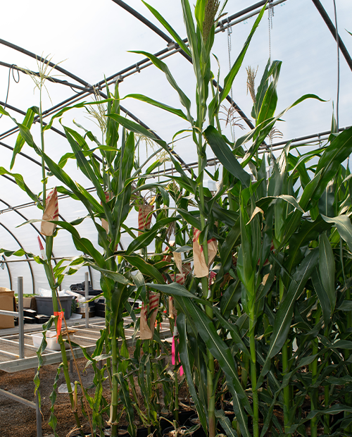 Planted corn in a greenhouse