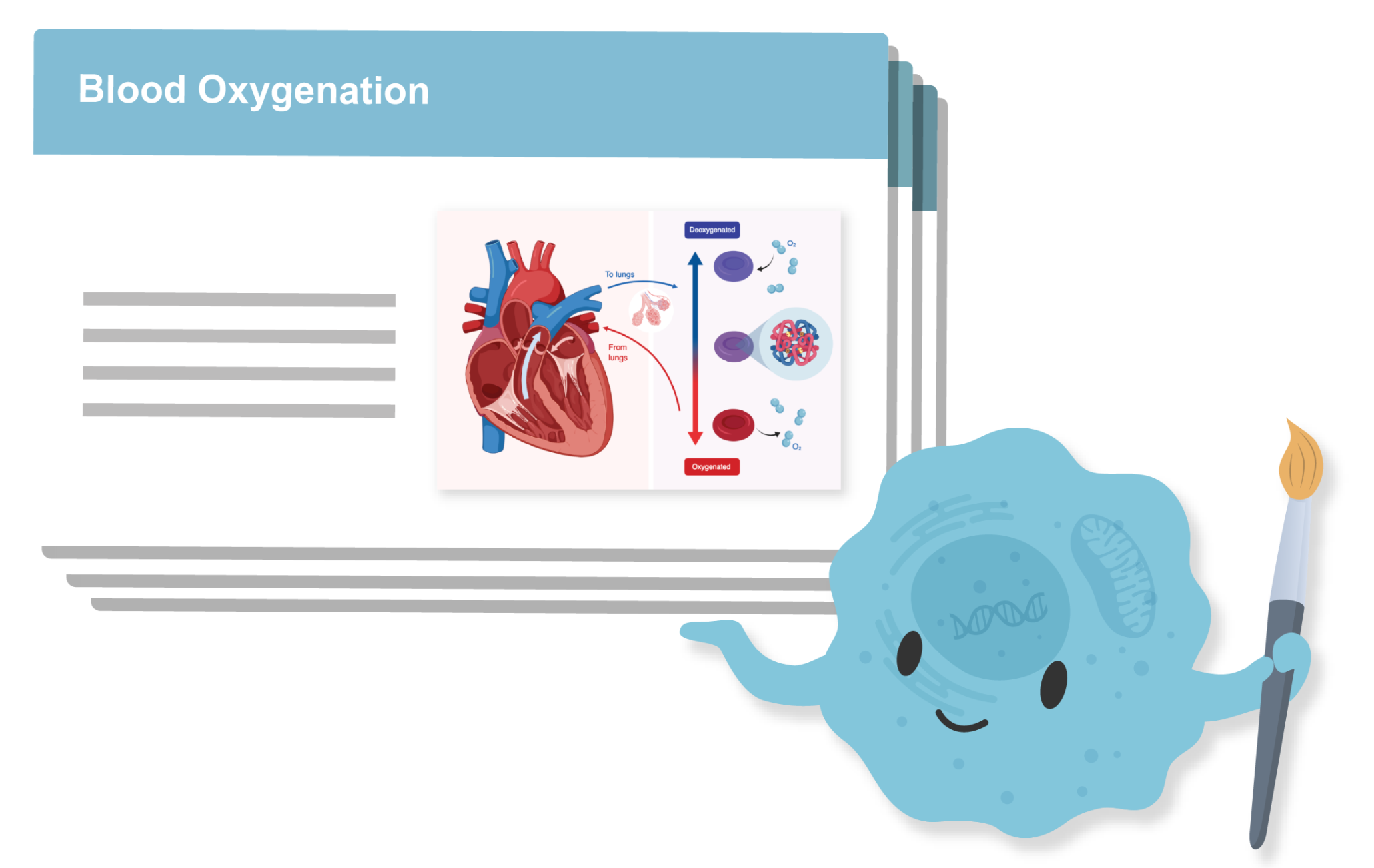 BioRender animated cell showing off a Blood Oxygenation graphic