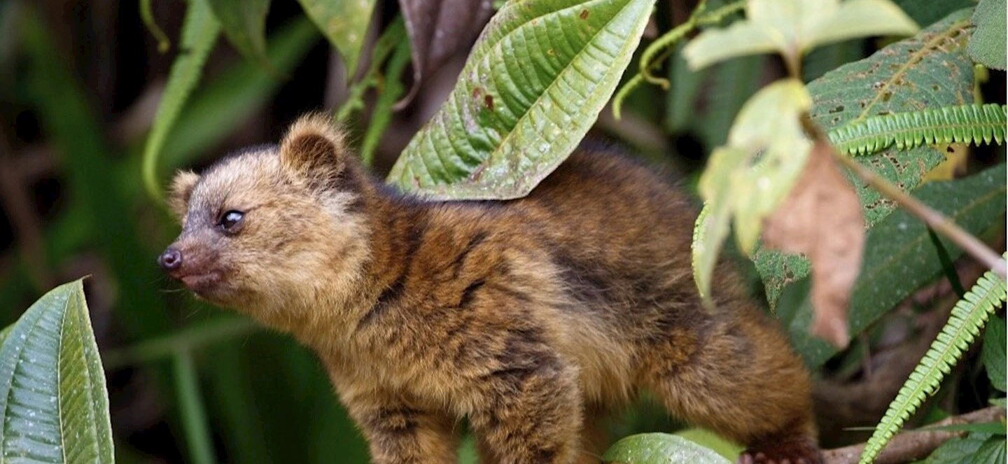 Small fruit eating mammal