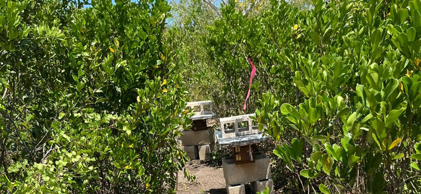 Bee boxes in a forested area
