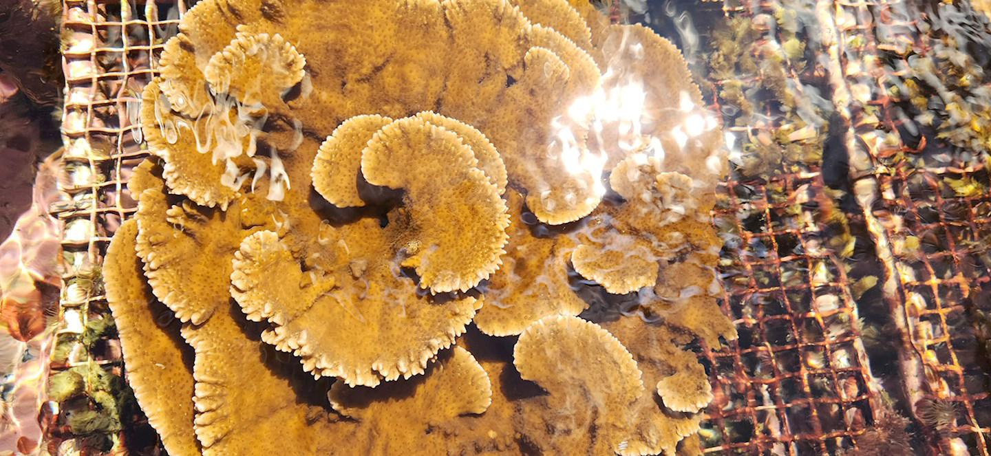 Coral on top of a grate underwater