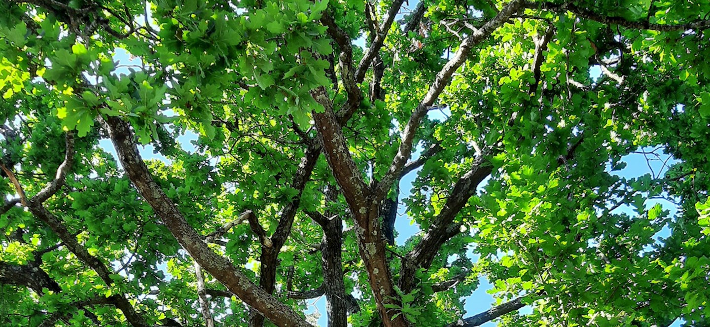 Oak tree leaves with a blue sky peeking in from behind