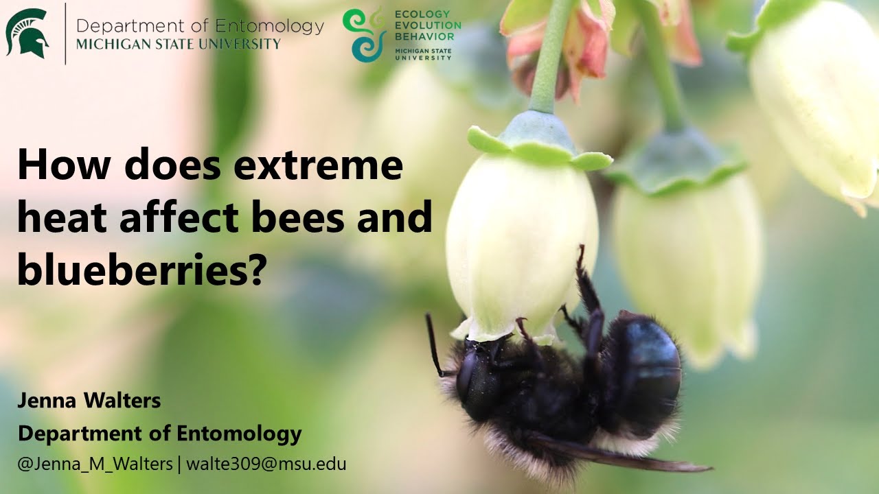 How Does Extreme Heat Affect Bees and Blueberries? - Jenna Walters