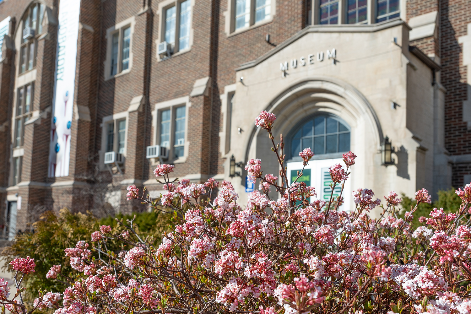 External view of the MSU Museum with a pink blooming shrub in the foreground. 