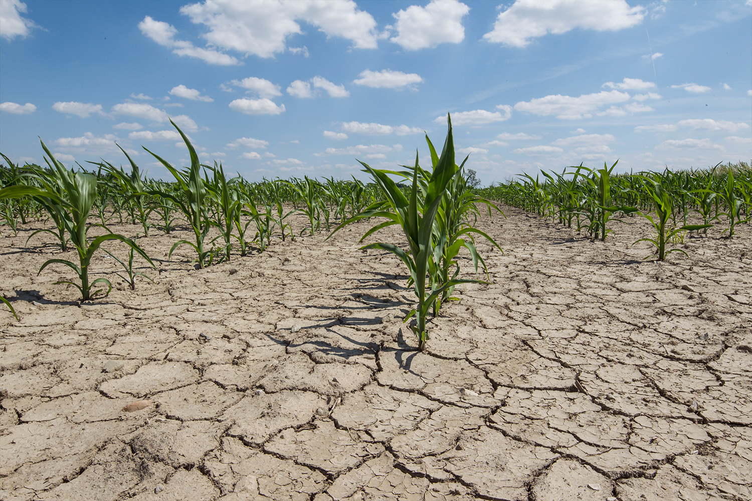 Corn growing in a field with cracked earth