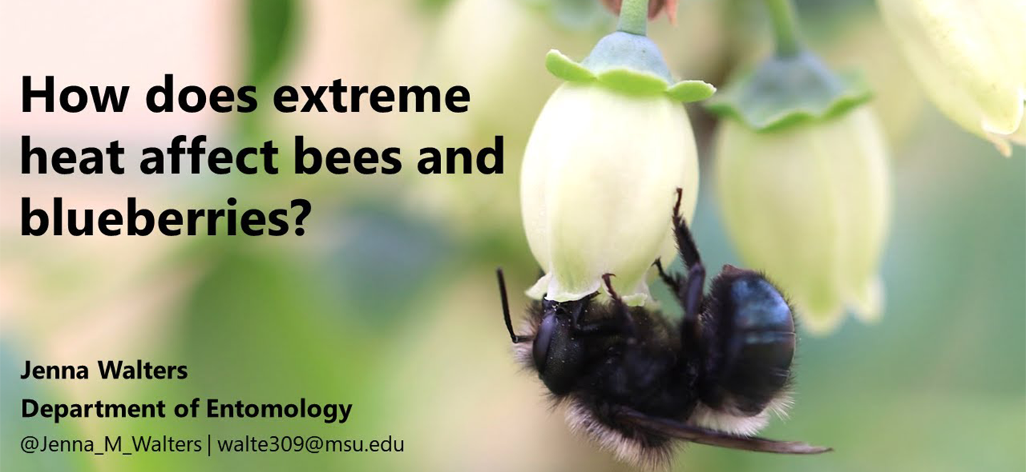 How Does Extreme Heat Affect Bees and Blueberries? - Jenna Walters