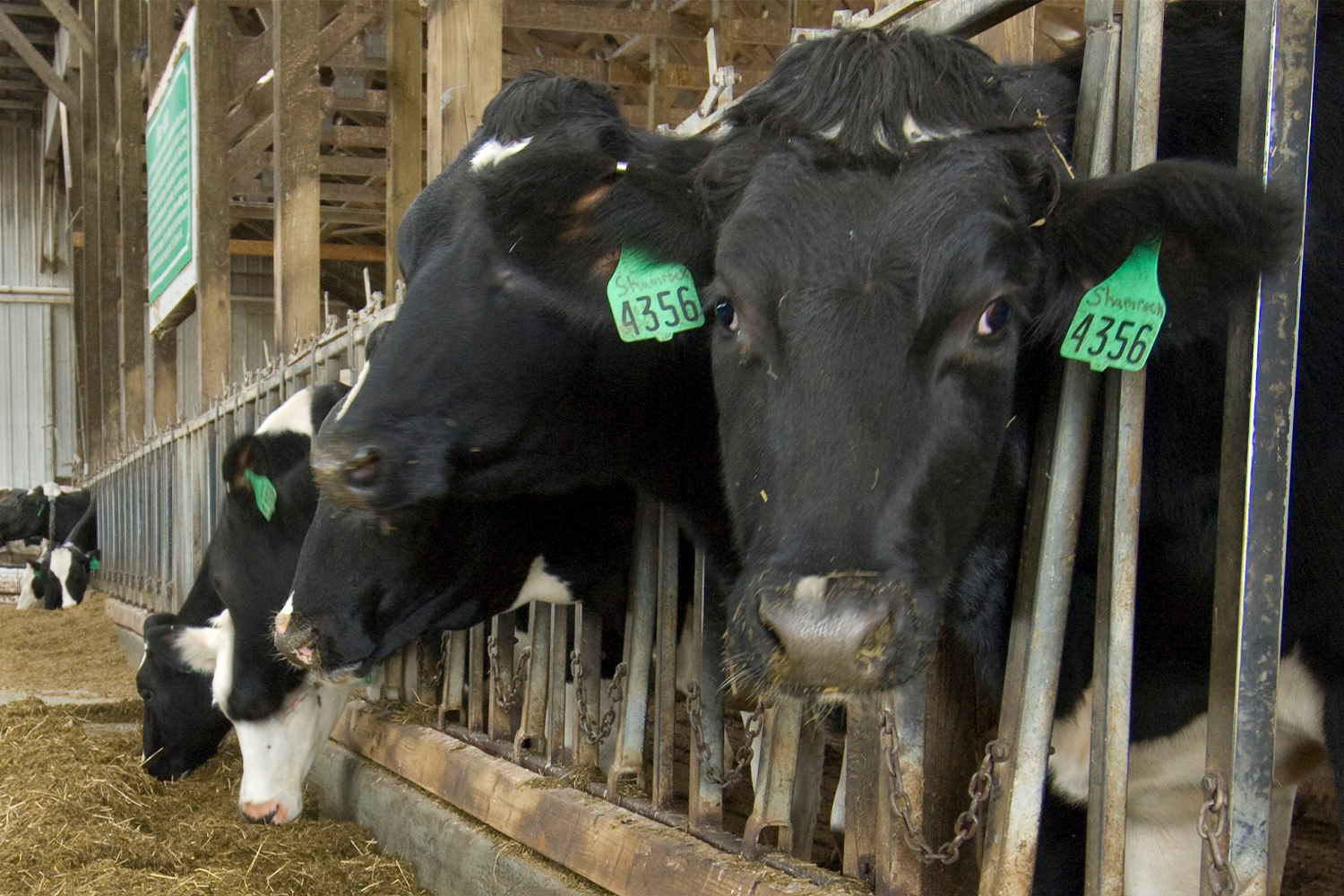 Cows in a pen standing and feeding on hay