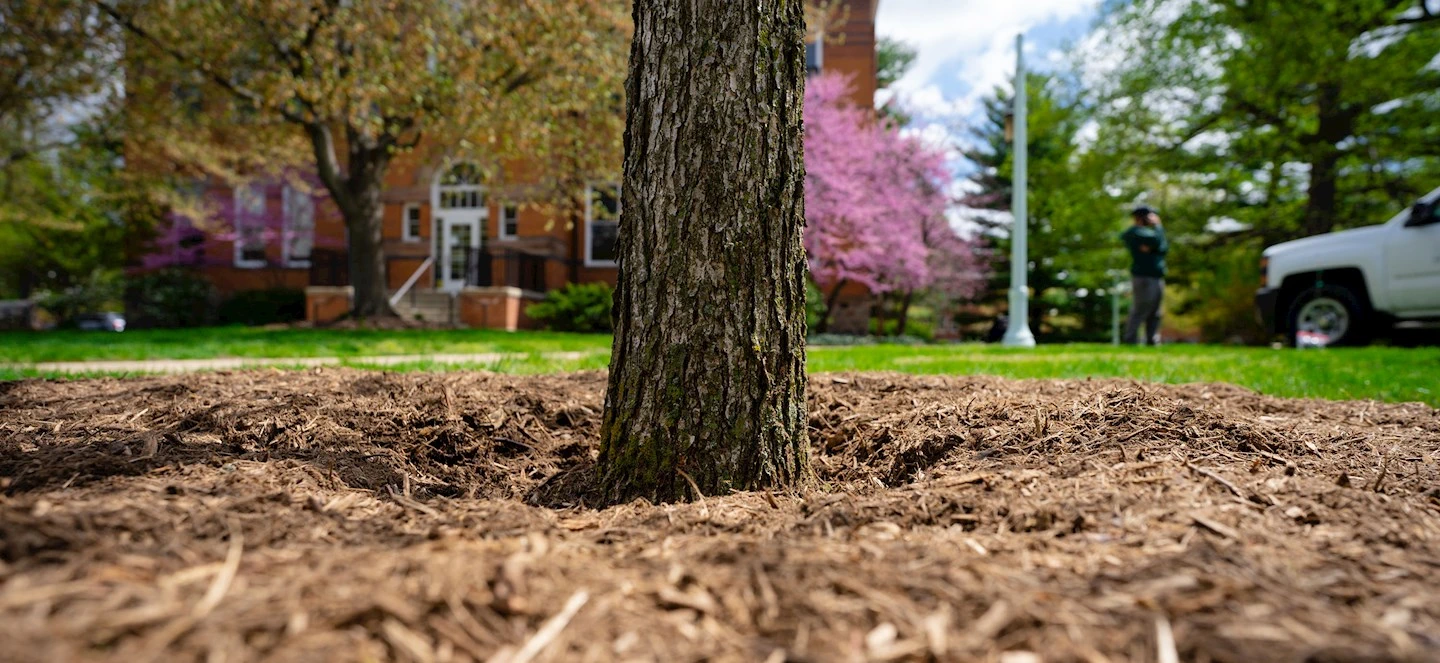 A tree surrounded by mulch