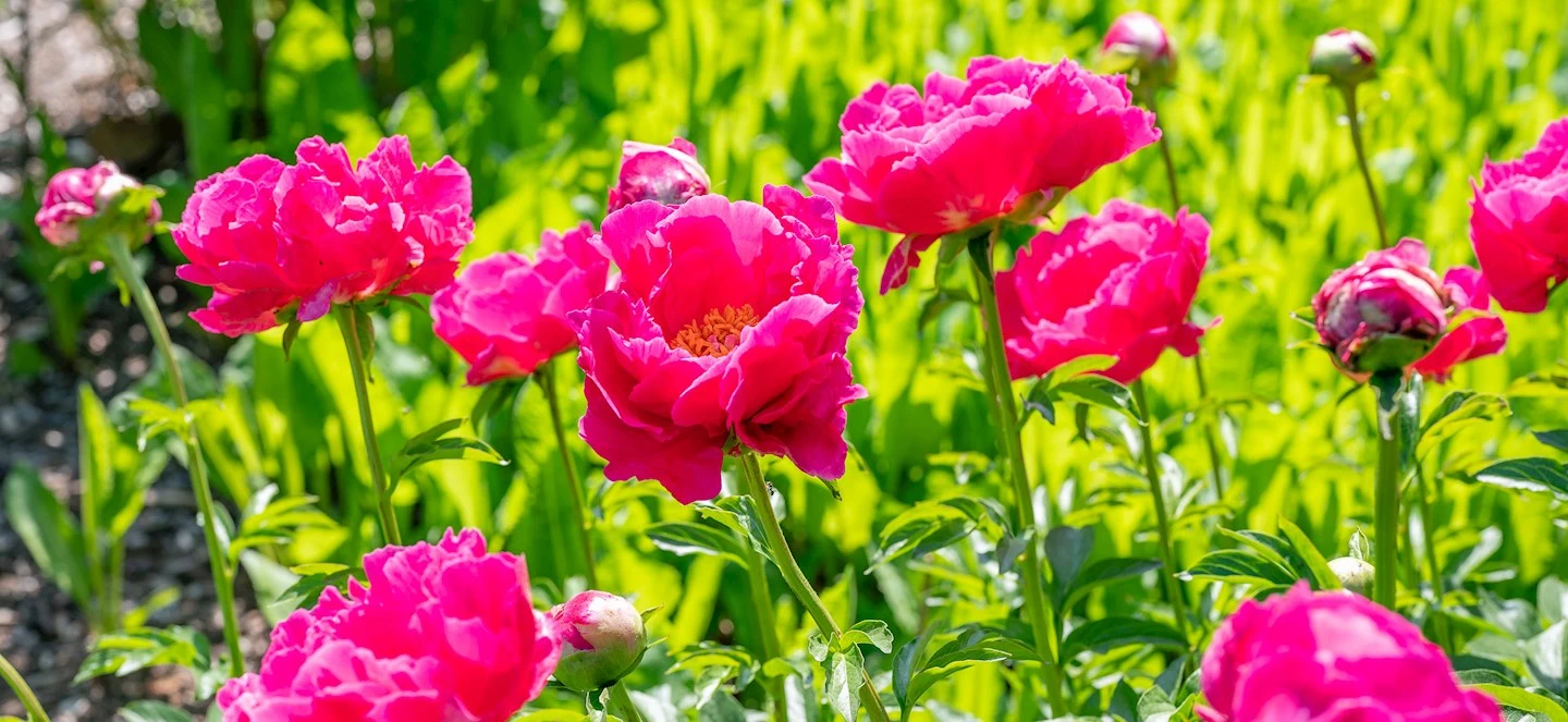 Pink flowers