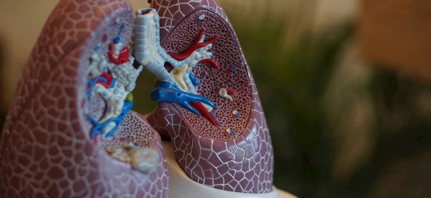 A model of a pair of lungs