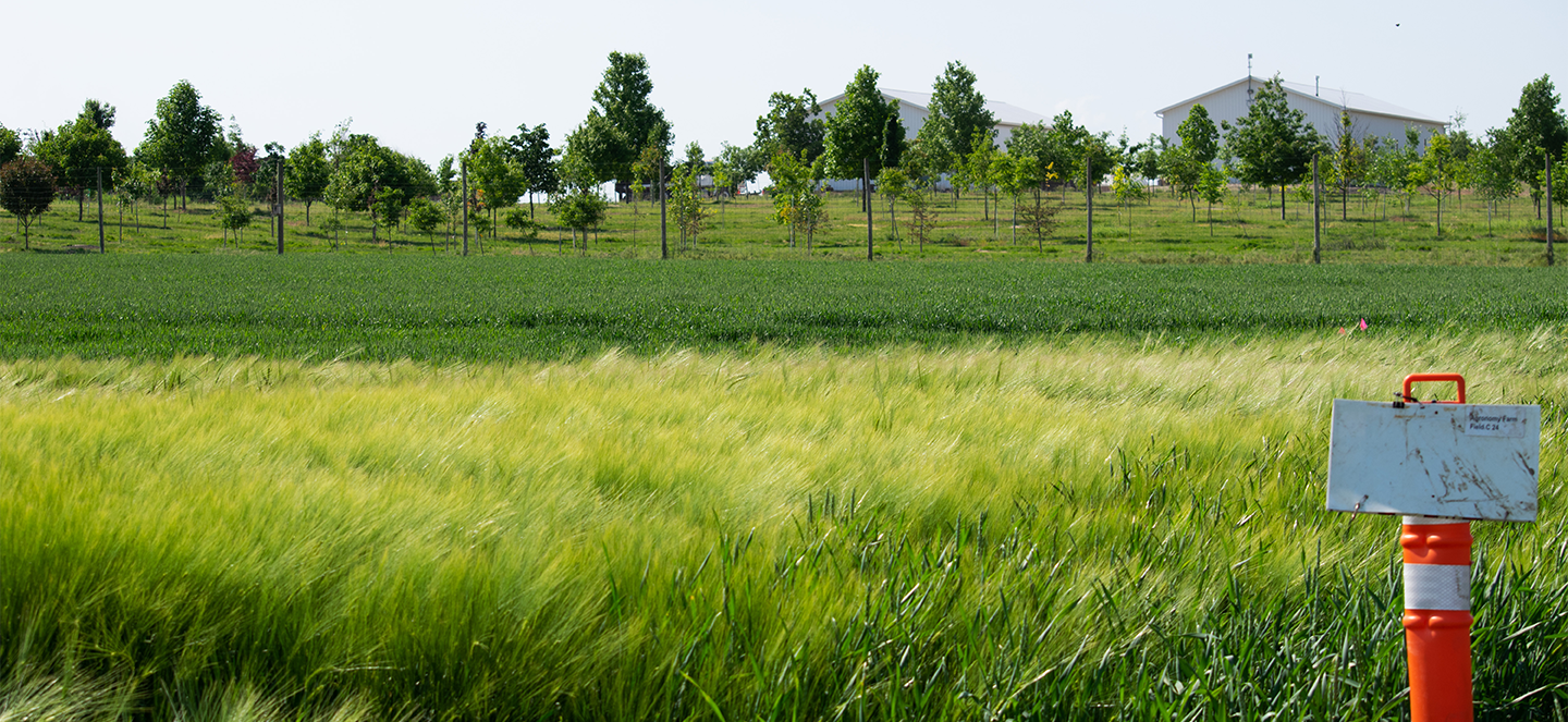 Agricultural research fields at Michigan State University, with trees in the background. 