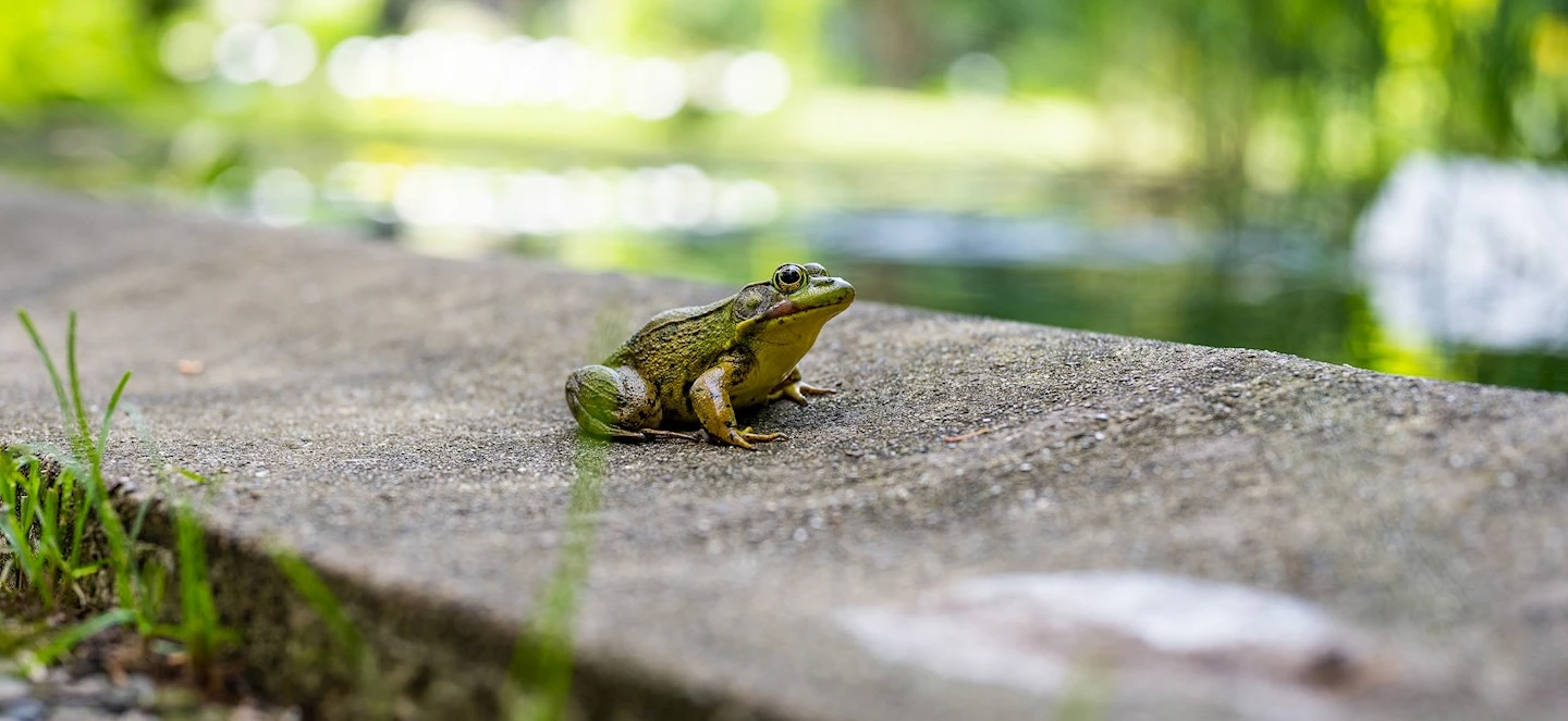 A frog sitting on concrete by water