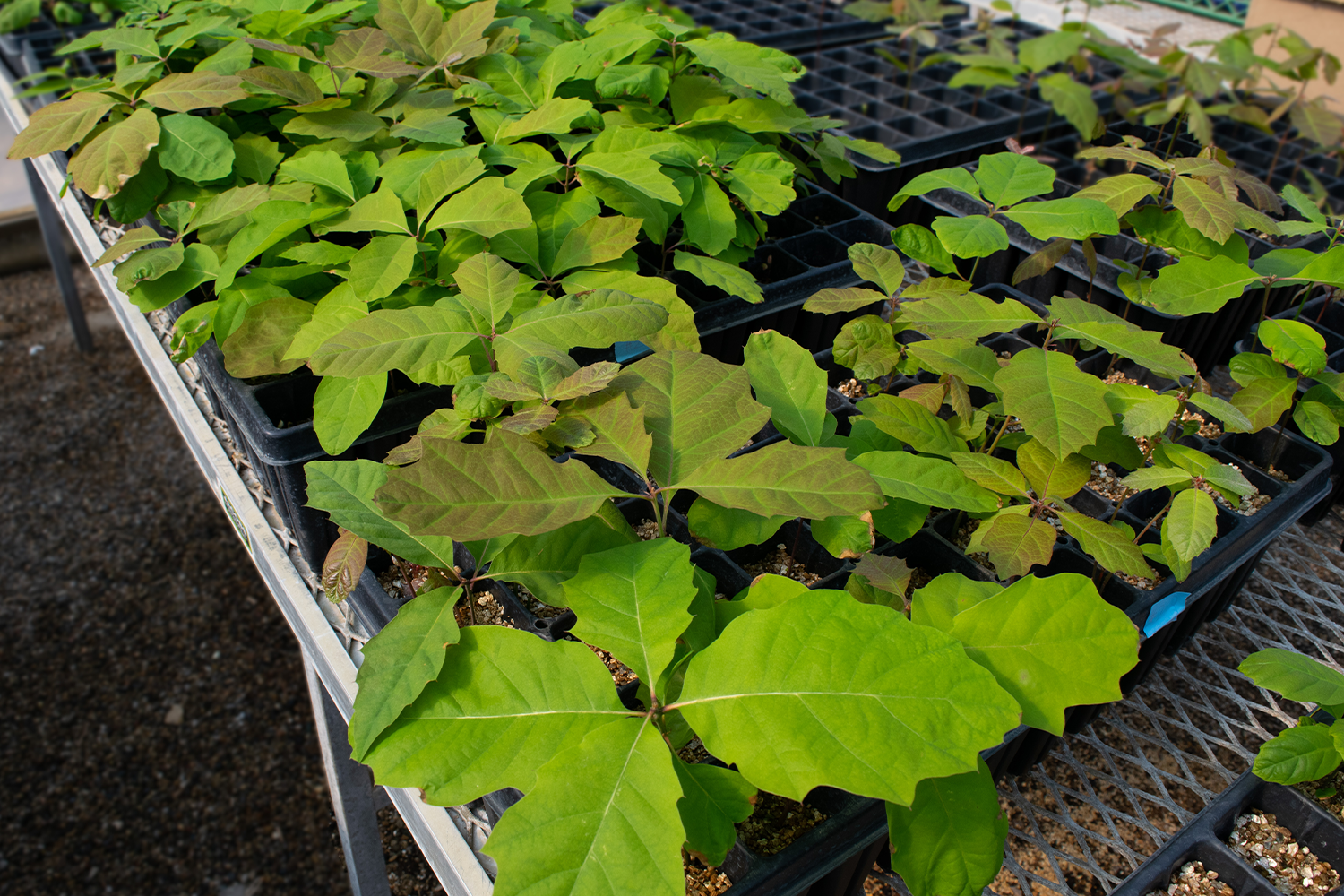 Young plants in large planter plots