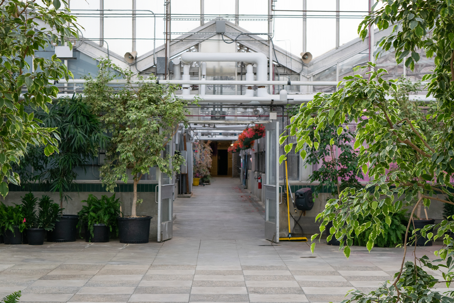 The inside of a greenhouse filled with plants