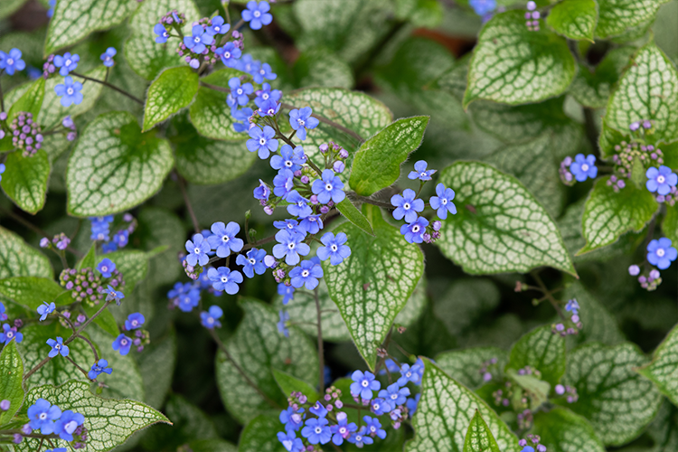 Plants with small blue flowers and larger green leaves