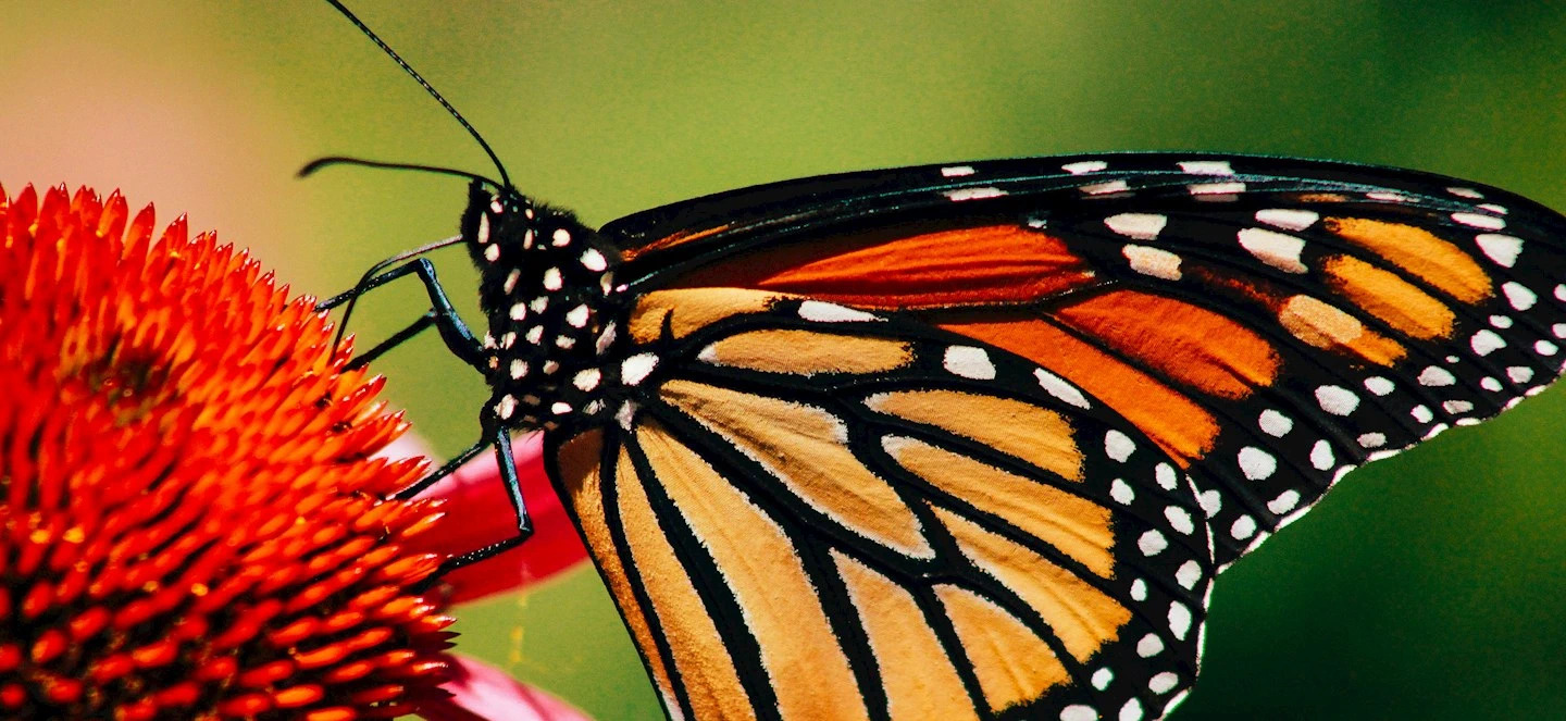 Monarch butterfly landing on a red flower in nature