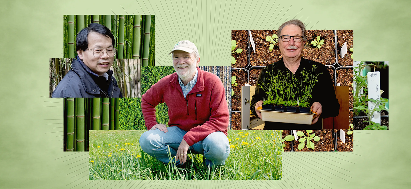 A photo collage of threee professors recently elected to the national Academy of Sciences