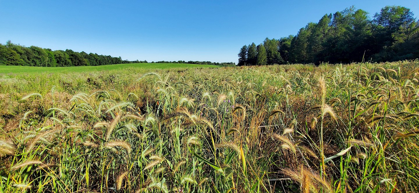 A grassland witha  blue sky in the background