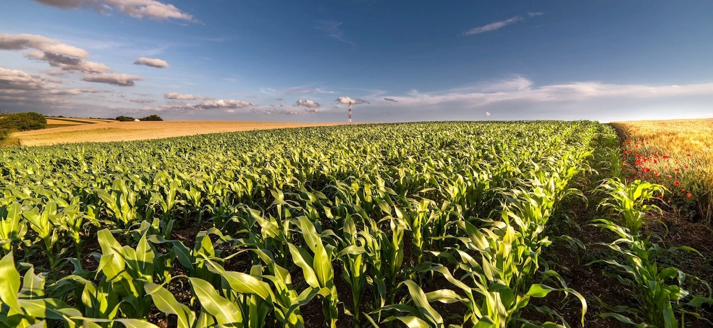 Corn field farmland
