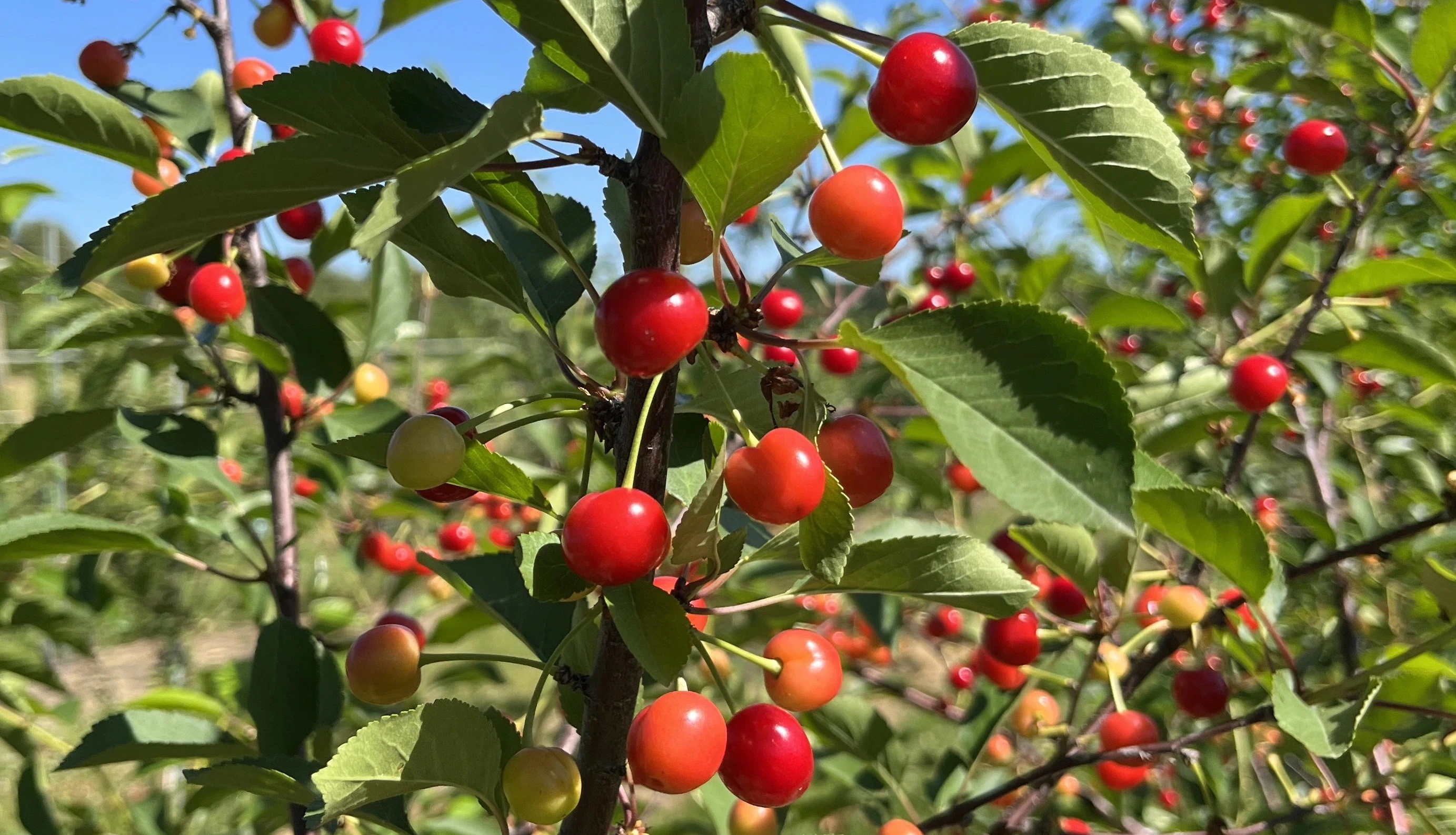 A close up of a tomato plant on a sunny day