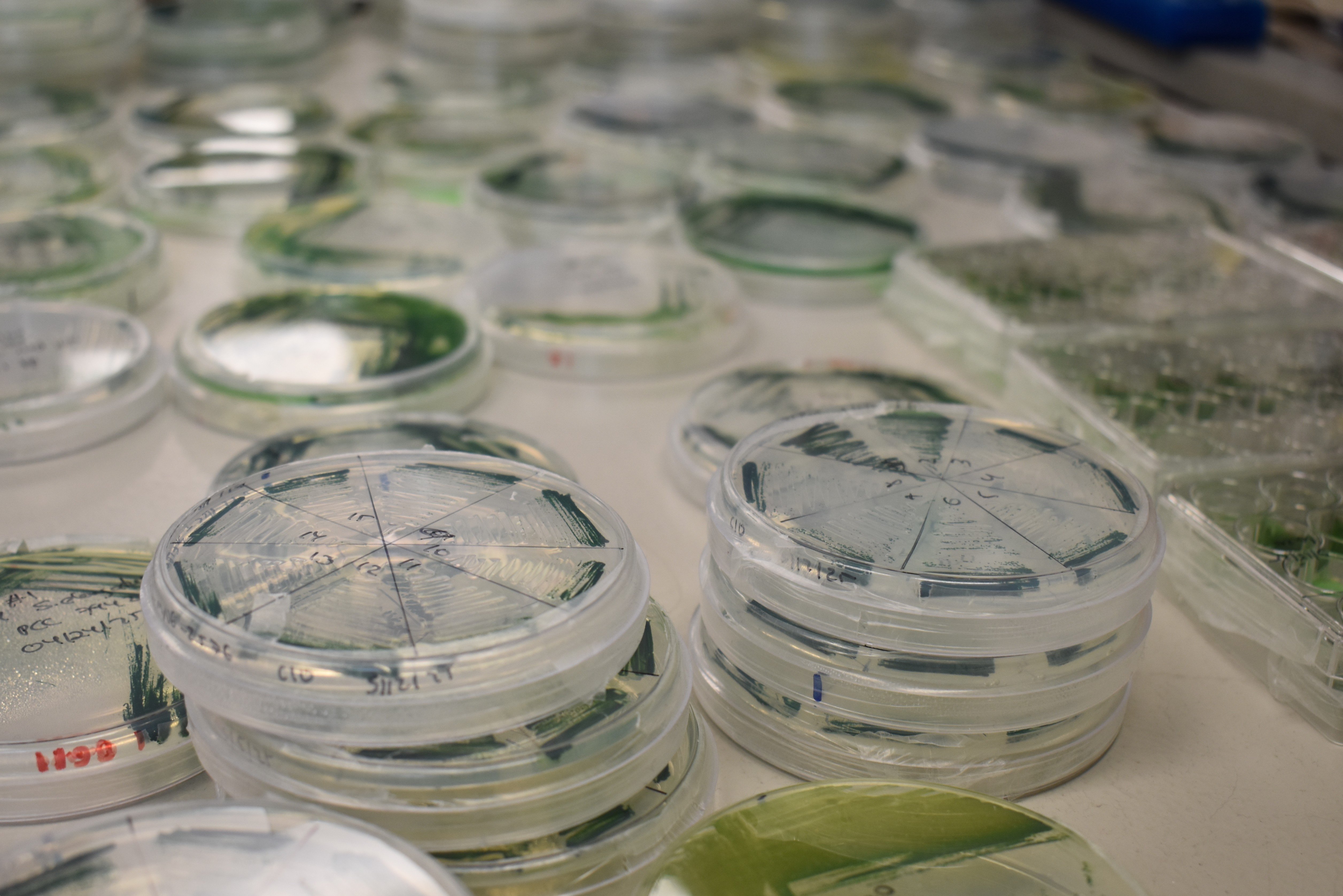 Cyano Plates in a lab