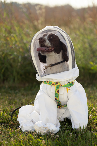 Maple the Dog in a beesuit