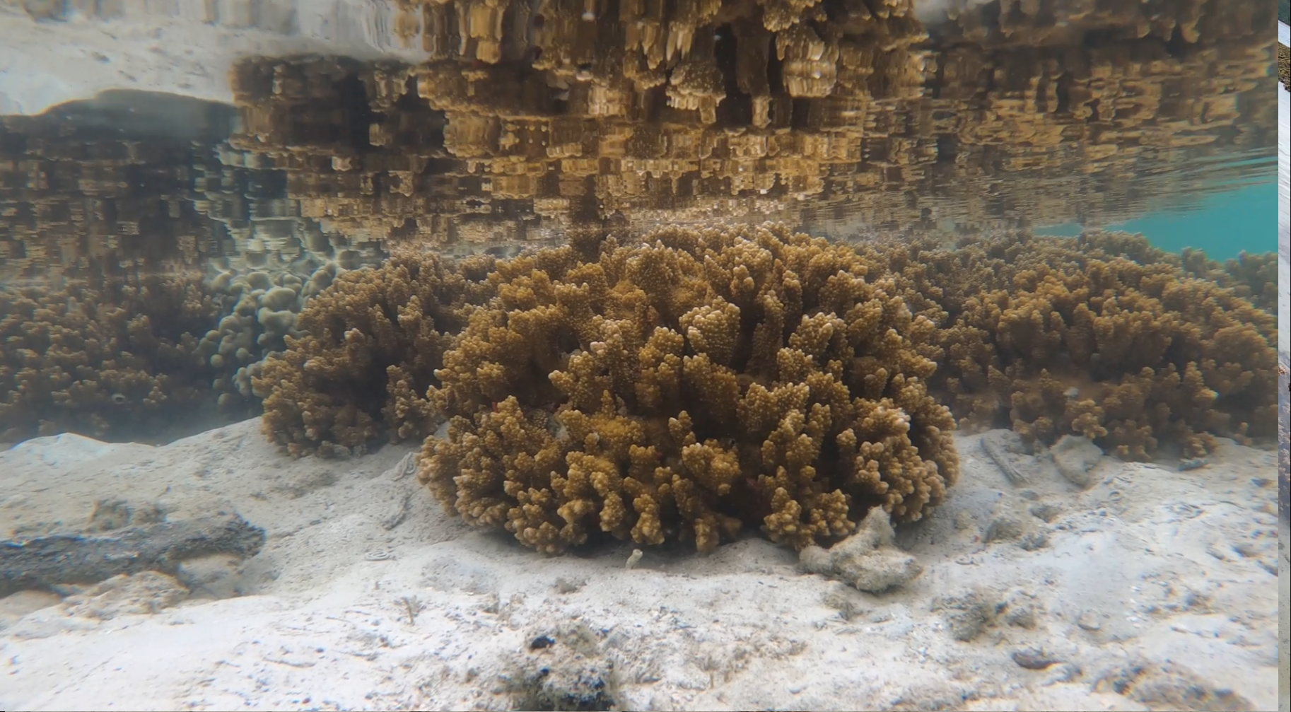 Rice Coral
