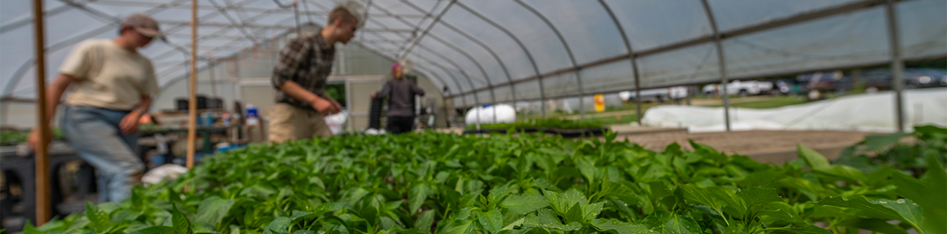greenhouse banner