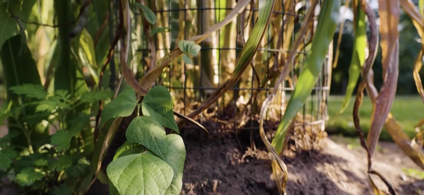 Dry beans growing in plant cage