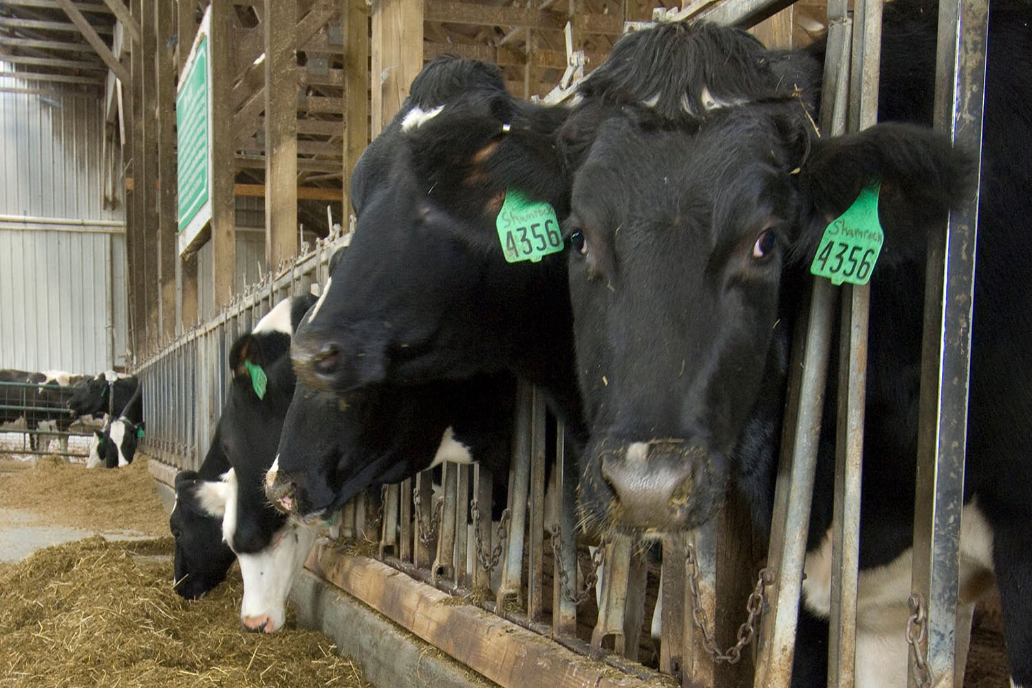 Dairy cows eating inside barn