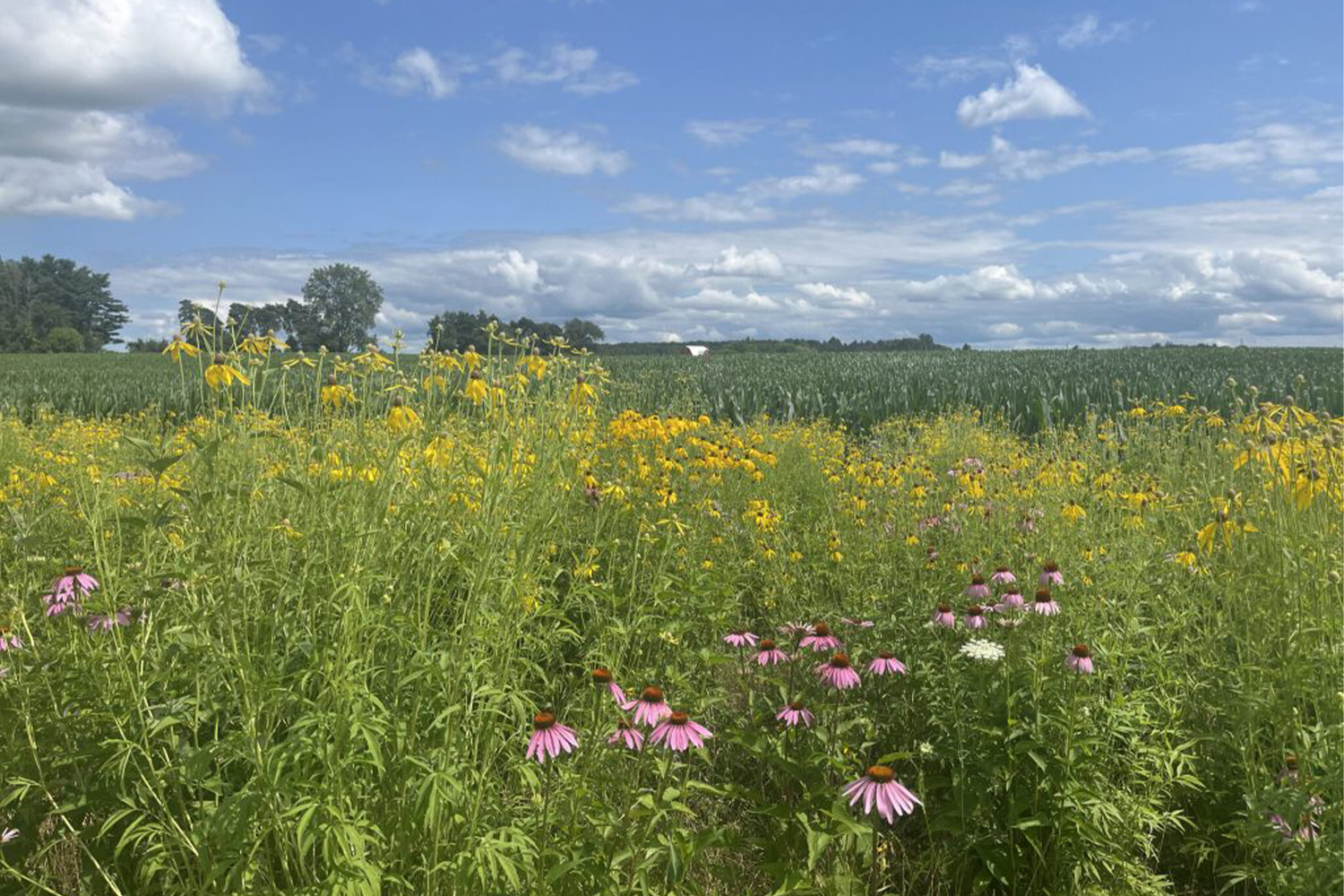 A field of flowers with a blue sky in the background