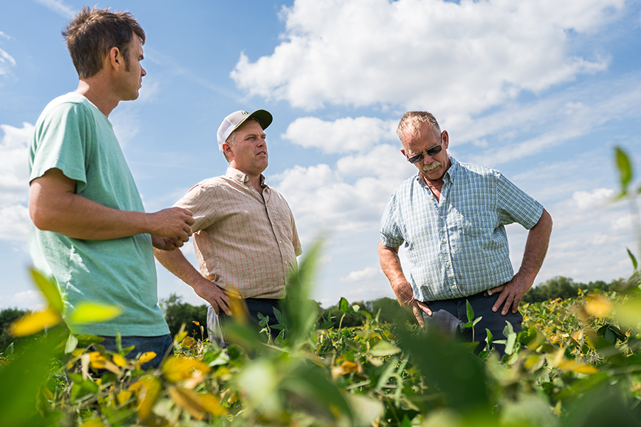 Three people stand in a field examining the crops. 