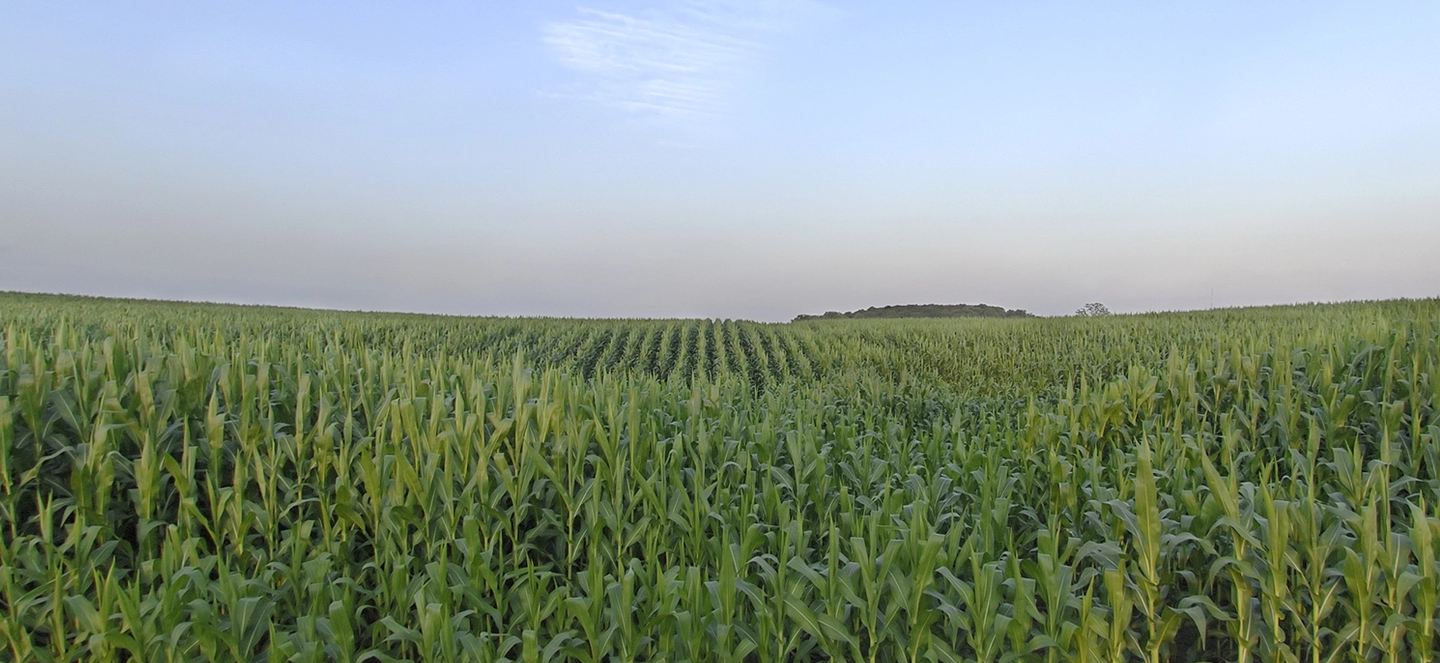 Cropland in daytime