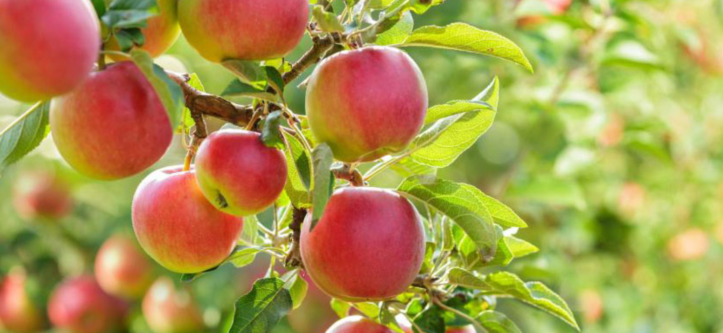 Apples on a tree
