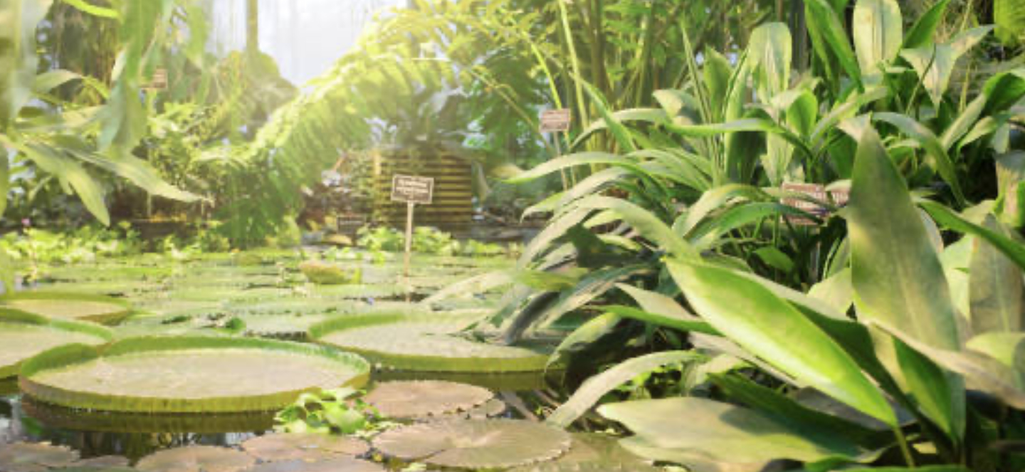 Plants