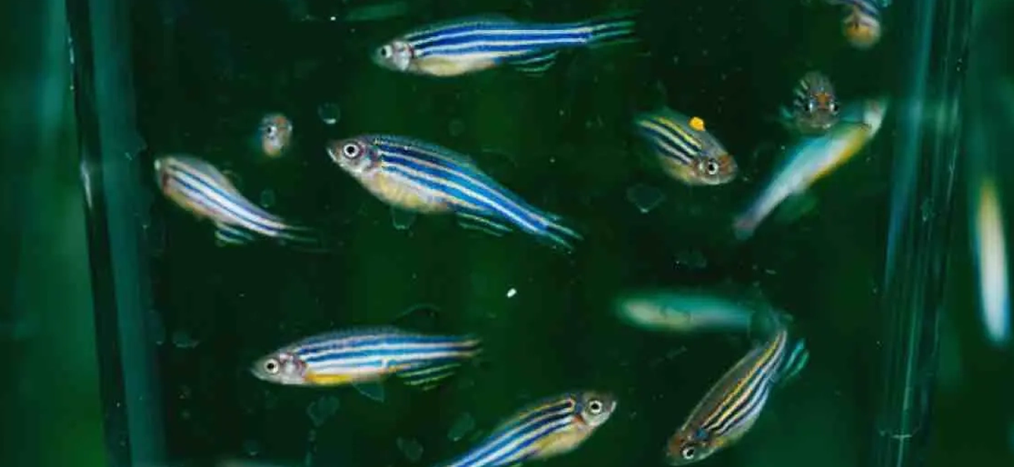 Small blue and silver fish swimming in green water
