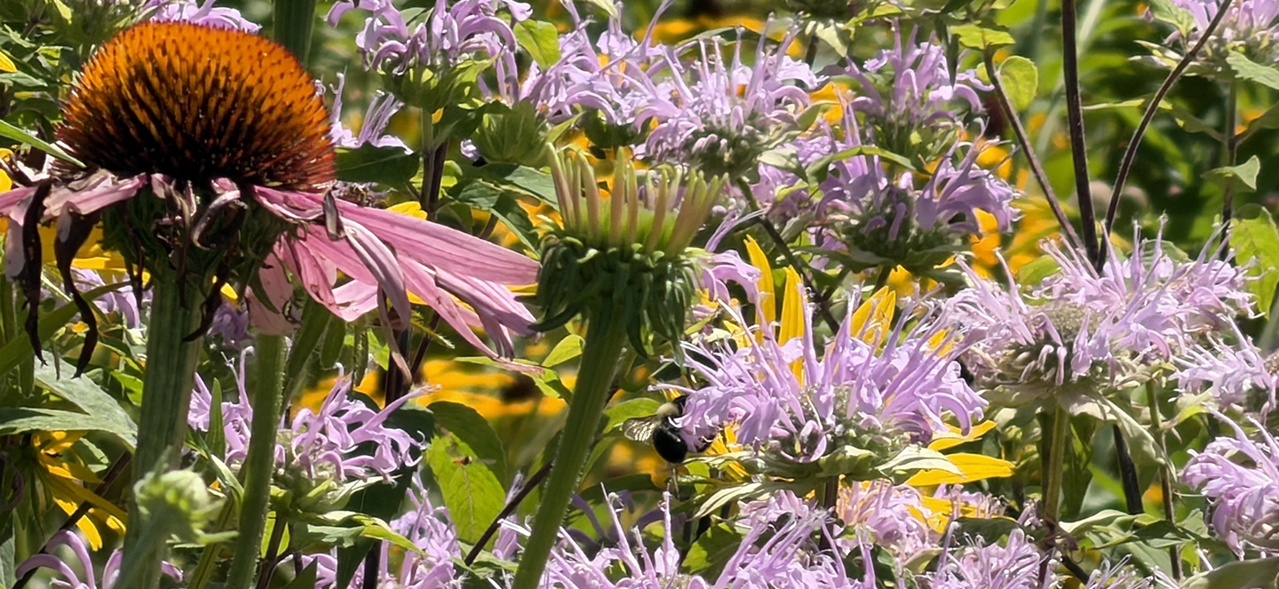 Close up picture of purple flowers with green leaves and yellow sunflowers
