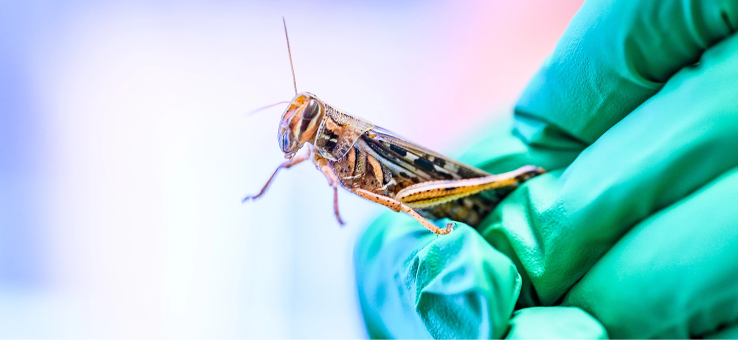Someone wearing green gloves holding a locust