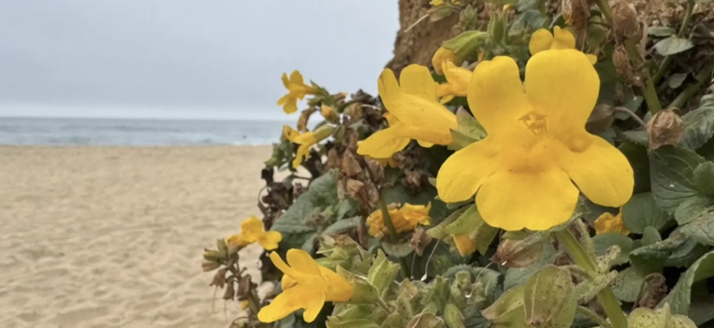 Monkeyflowers with a beach in the background 