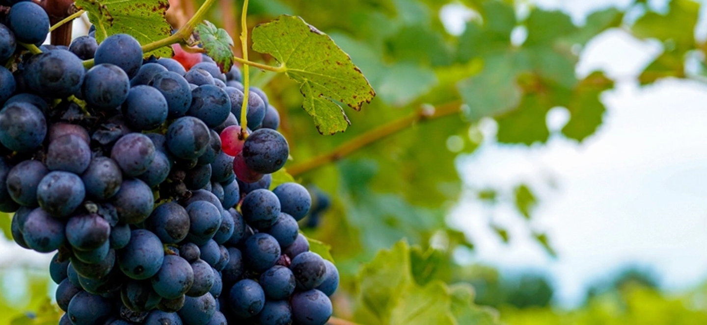 Image of dark purple grapes hanging off a branch full of green leaves