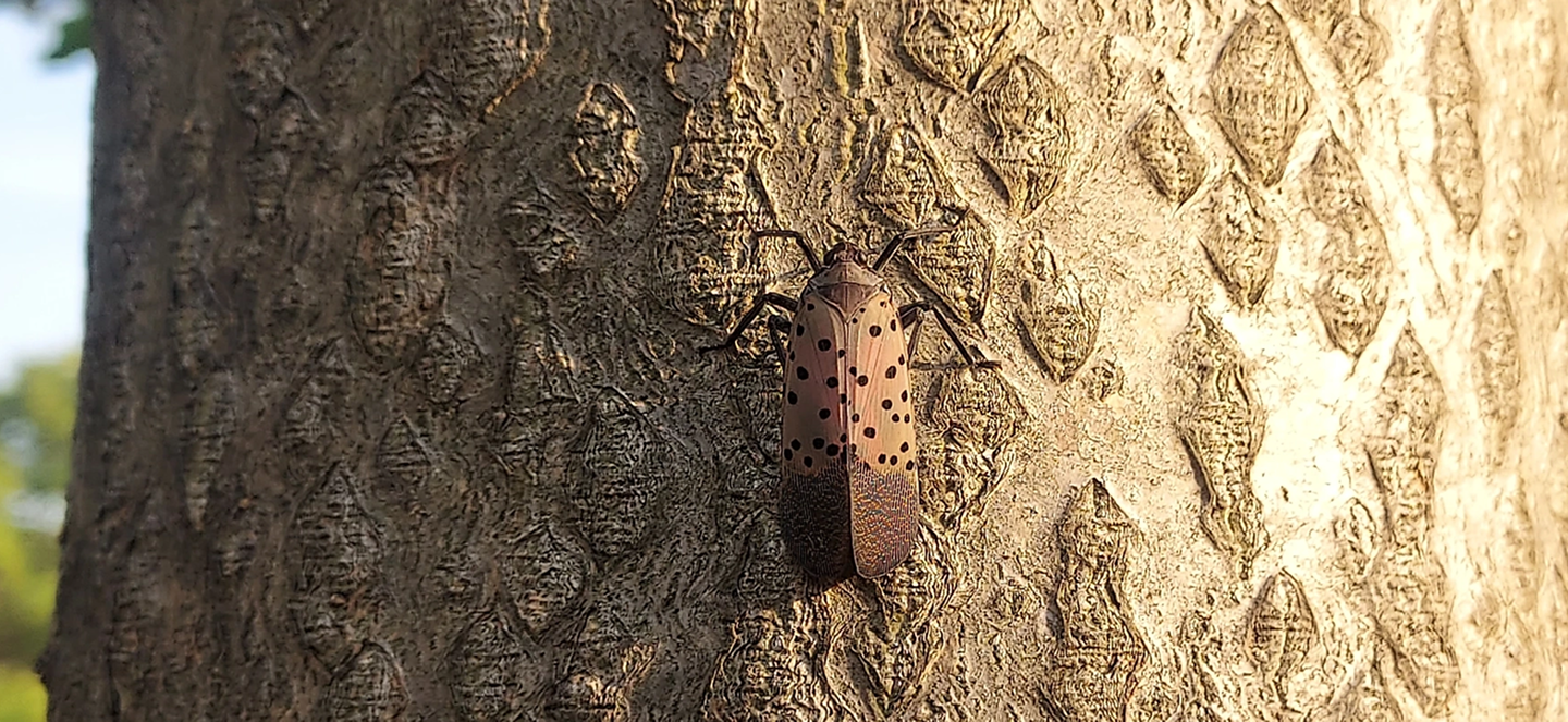 Spotted lanternfly on a tree