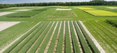 Fields of row crops