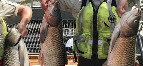 Grass carp