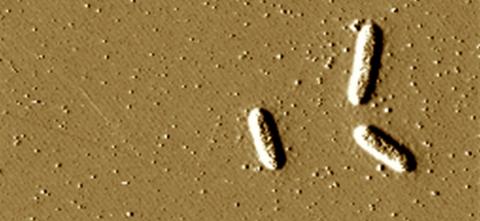Microscpic image of geobactor