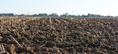 Ground level view of a tilled crop field. 